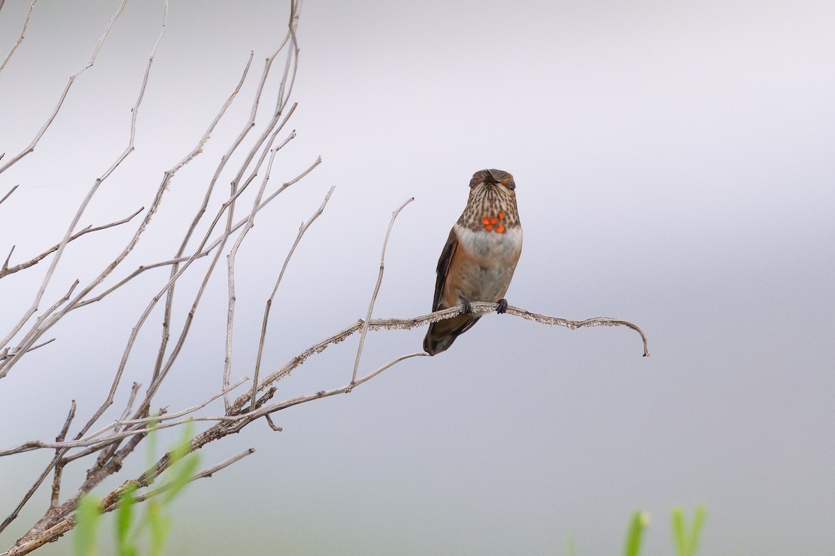 Rufous Hummingbird - ML640183201