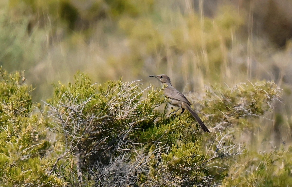 LeConte's Thrasher - ML640183236