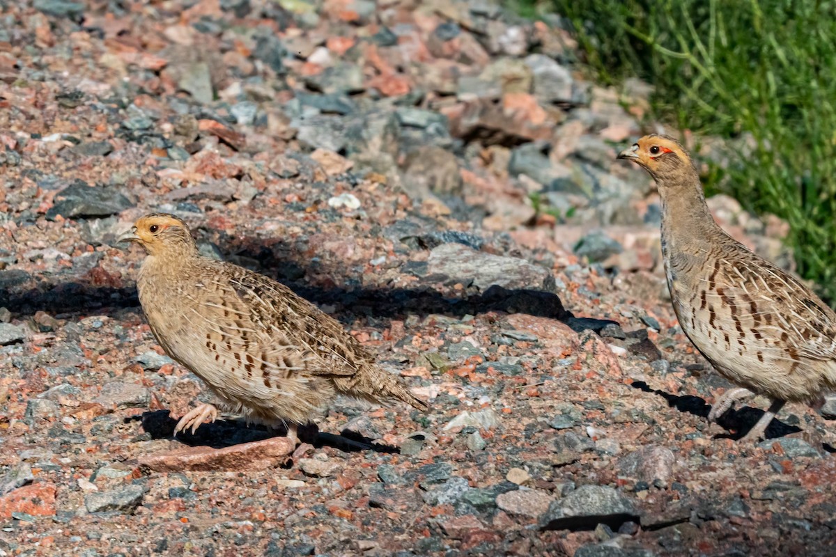Daurian Partridge - ML640183306