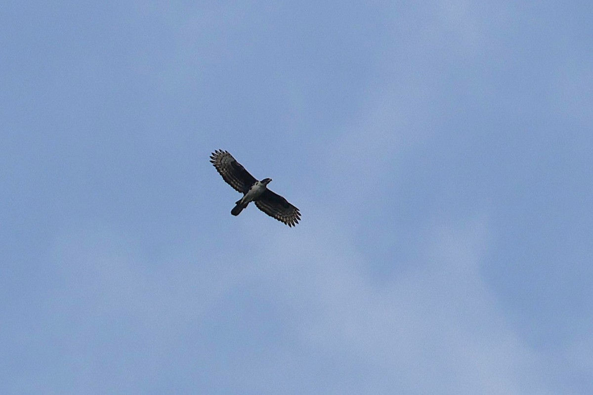 Cassin's Hawk-Eagle - ML640183316