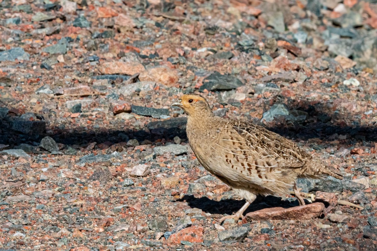 Daurian Partridge - ML640183322