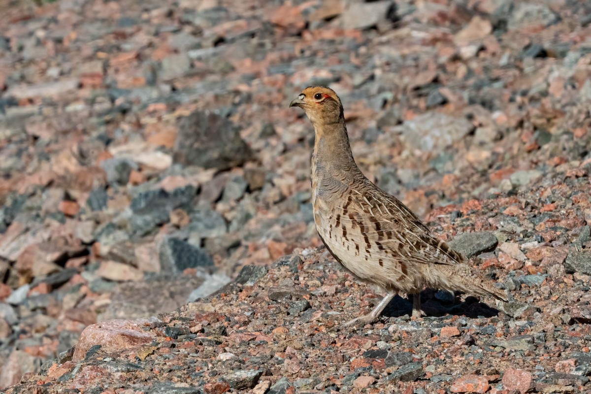 Daurian Partridge - ML640183330