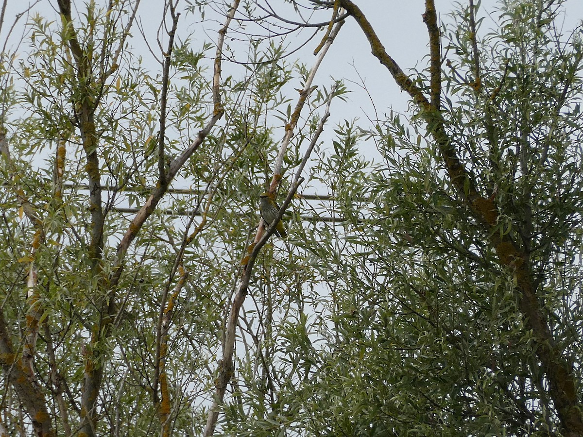Eurasian Golden Oriole - ML640183363