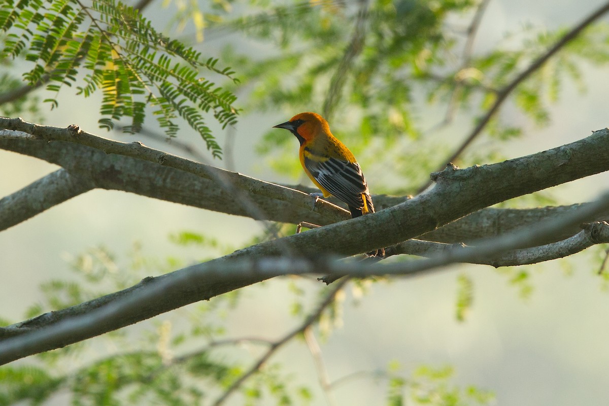 Streak-backed Oriole (West Mexican) - ML640183368