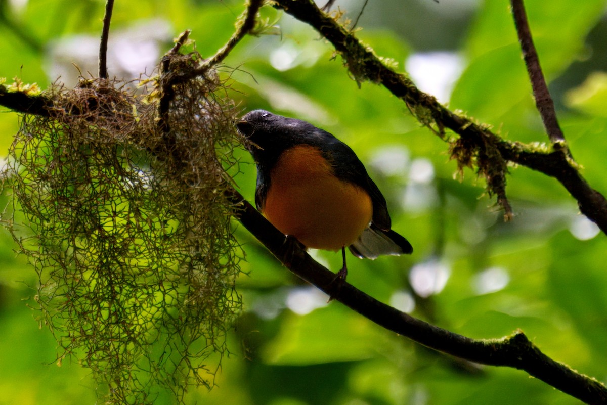 Slate-throated Redstart - ML640183382