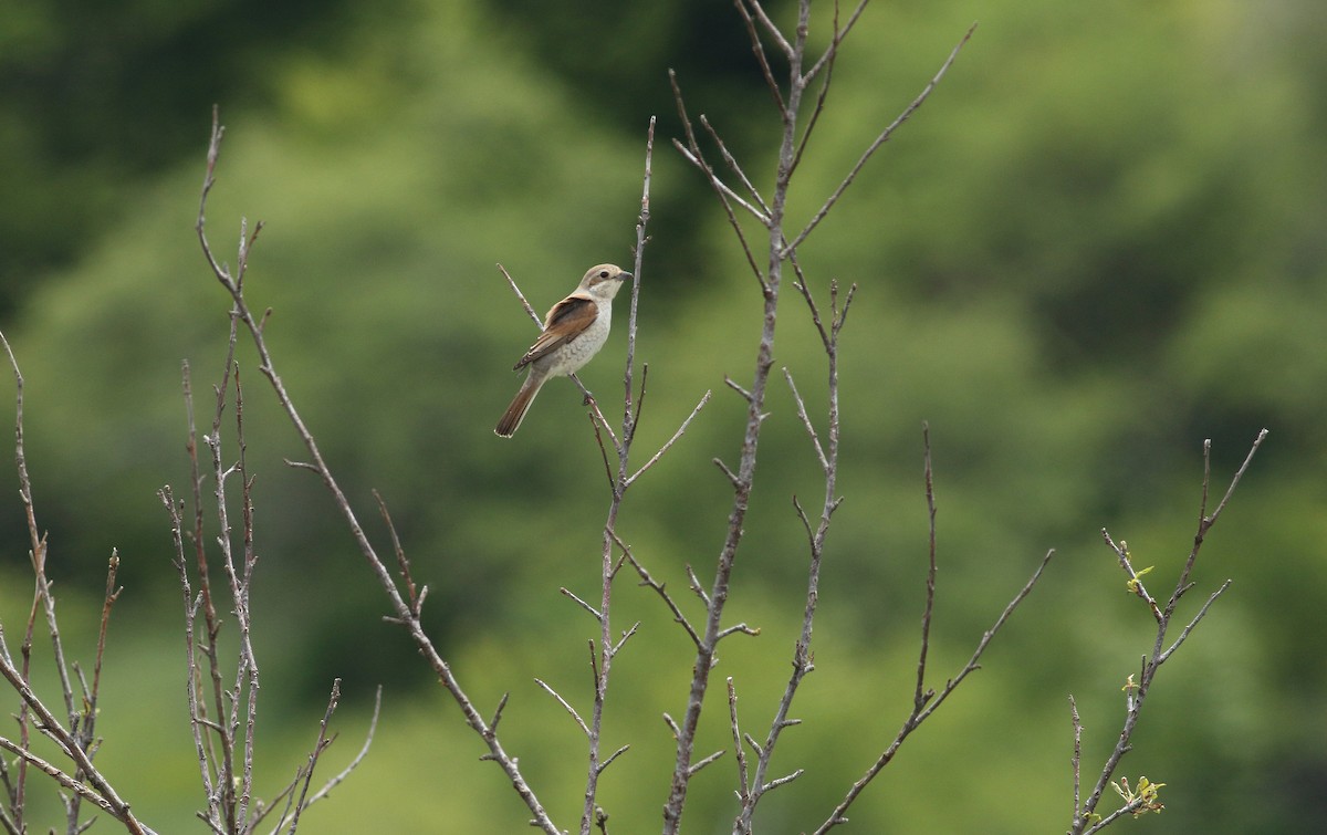 Red-backed Shrike - ML640183426