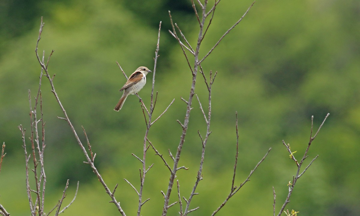 Red-backed Shrike - ML640183427
