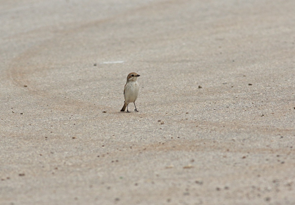 Red-backed Shrike - ML640183428