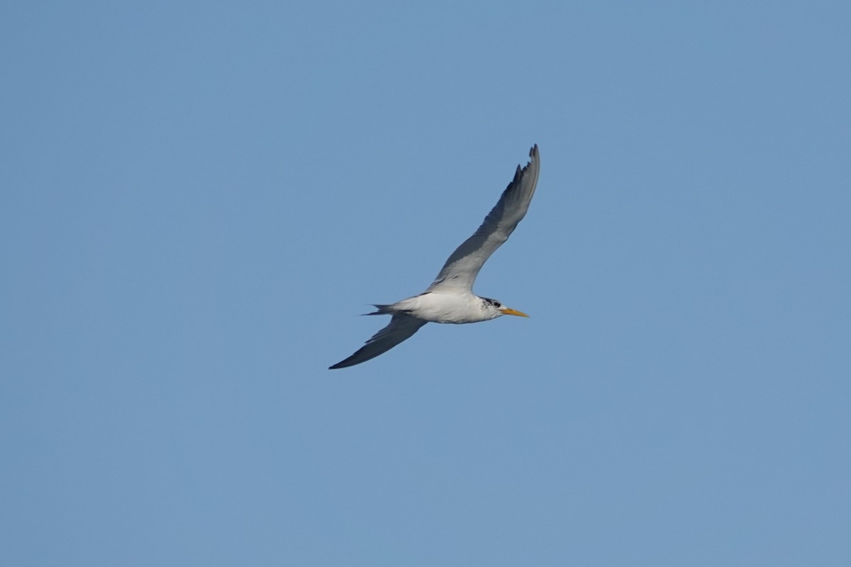 Great Crested Tern - ML640183429