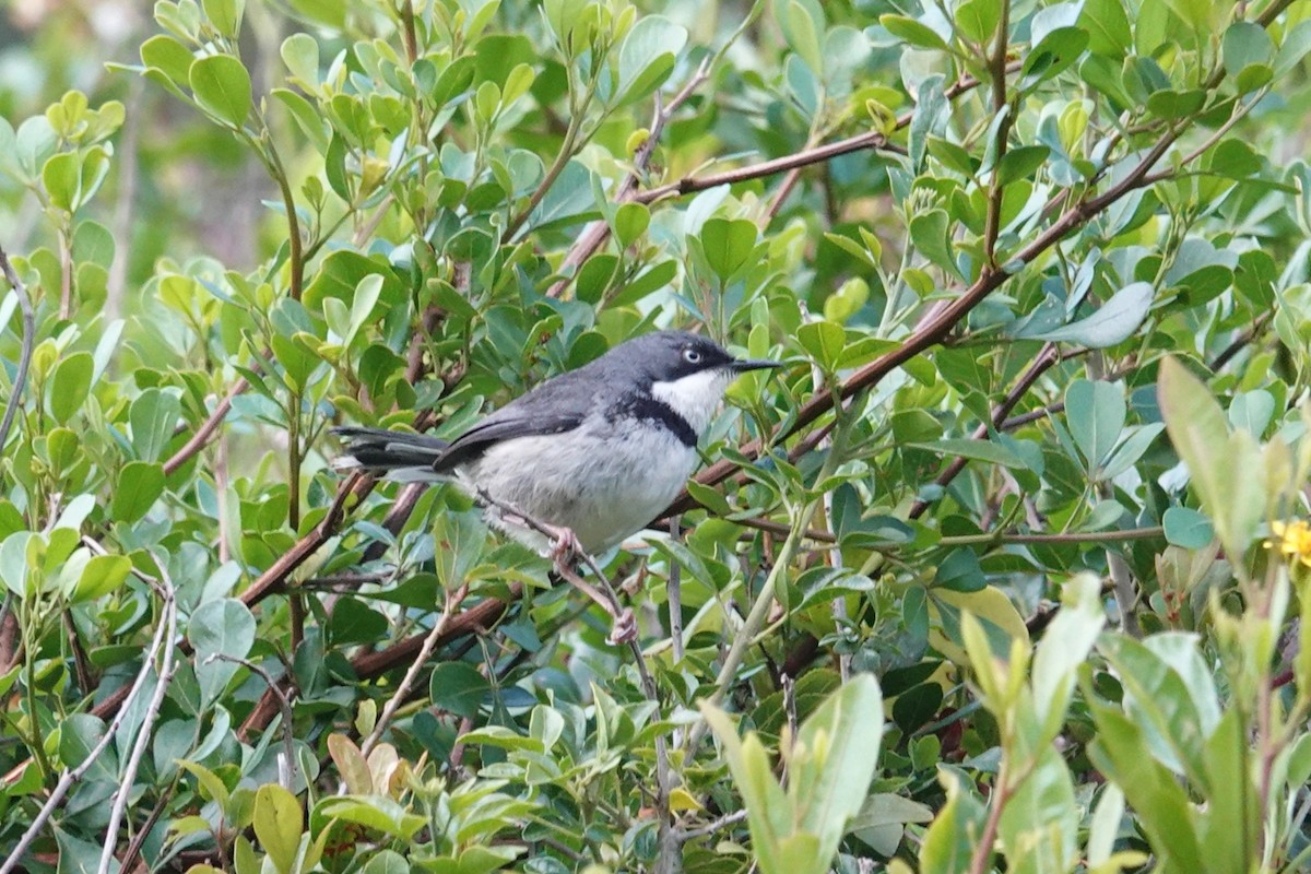 Bar-throated Apalis - ML640183458