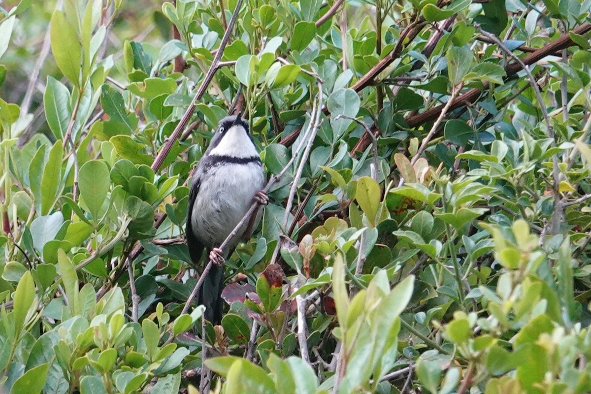 Bar-throated Apalis - ML640183459