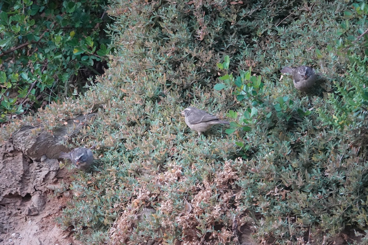 Streaky-headed Seedeater - ML640183466