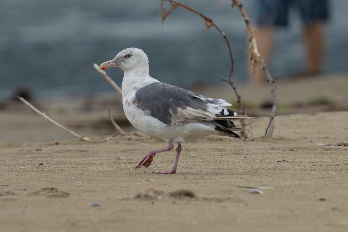 Slaty-backed Gull - ML640183472