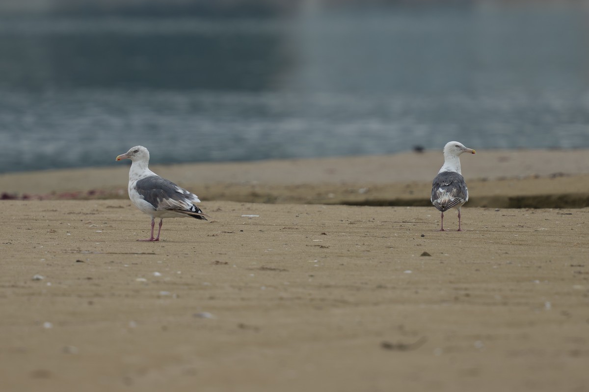 Slaty-backed Gull - ML640183475