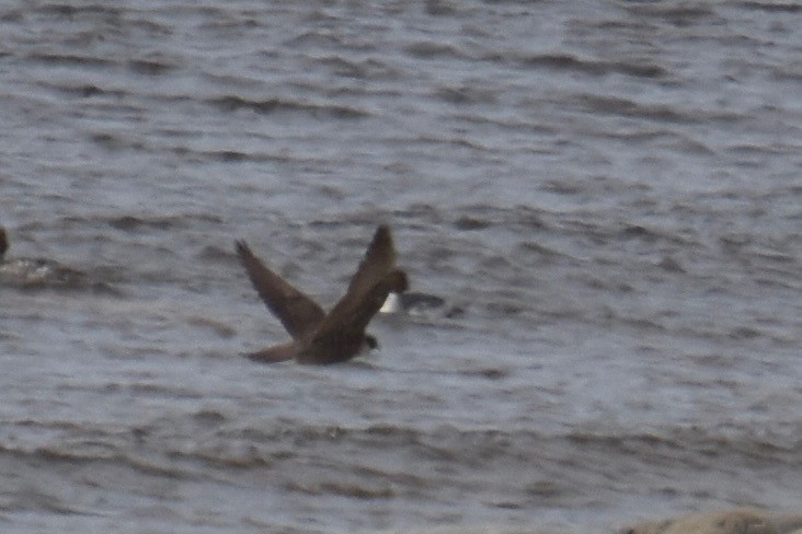 Gerfalke - ML640183494