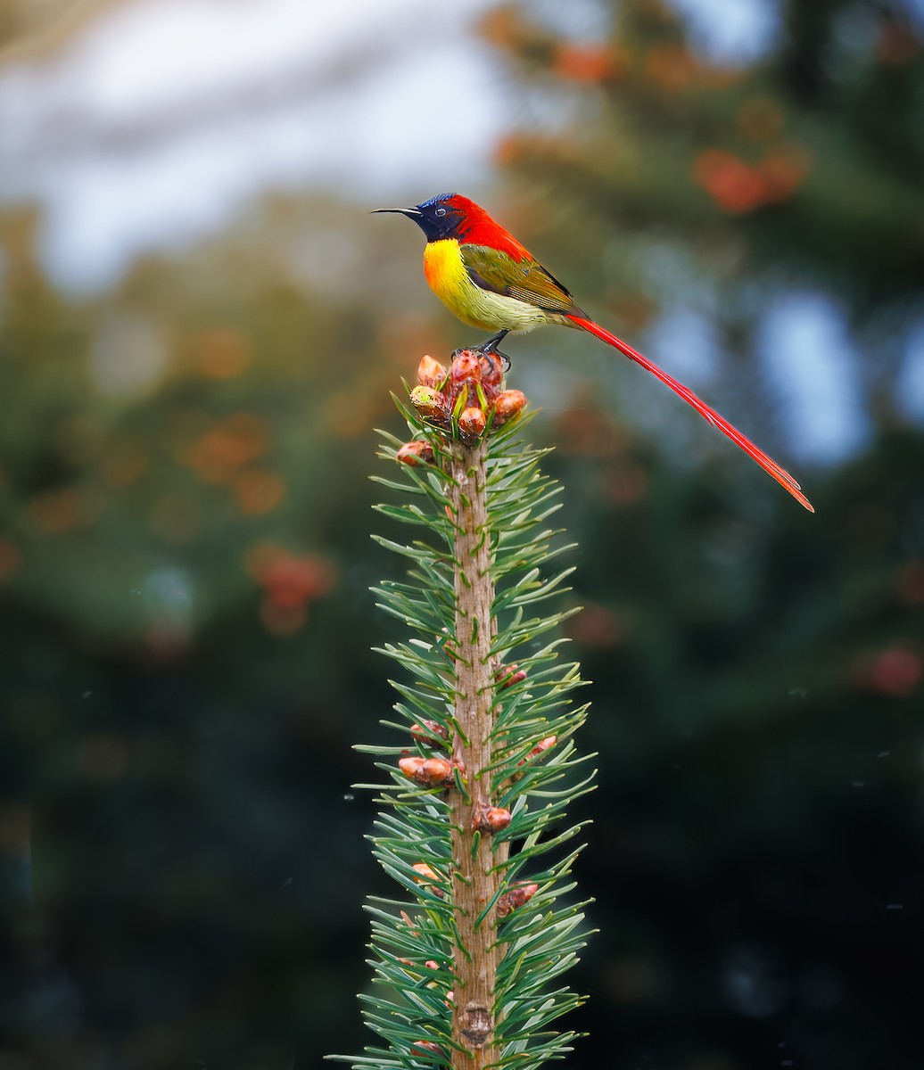 Fire-tailed Sunbird - ML640183501