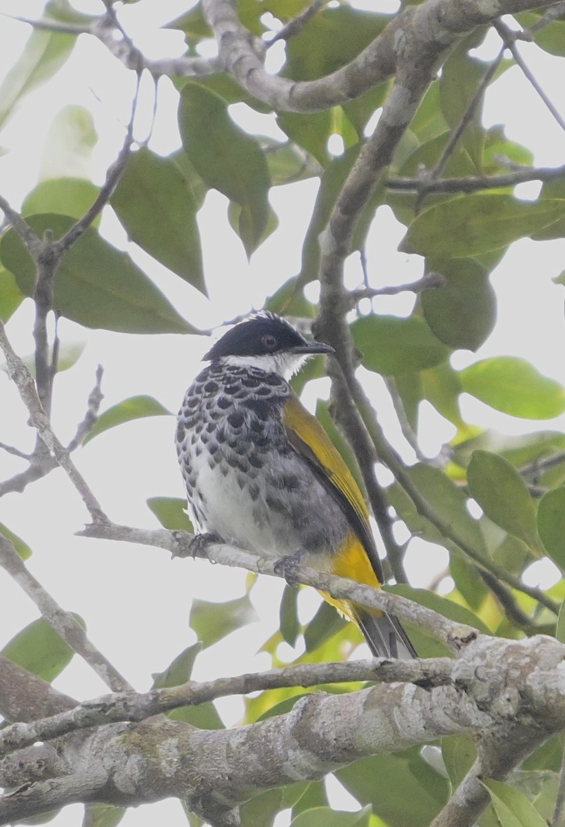 Scaly-breasted Bulbul - ML640183503
