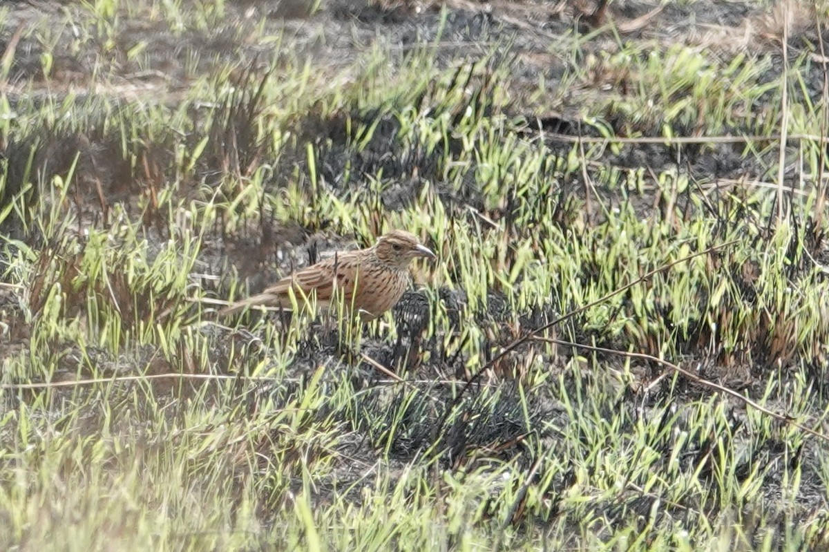 Rufous-naped Lark - ML640183579