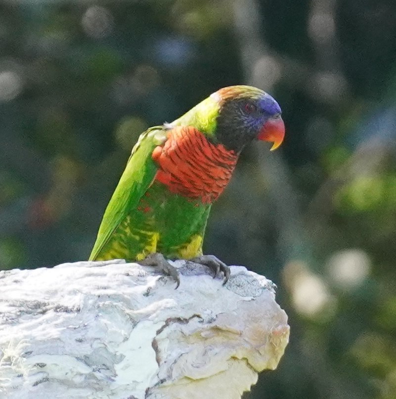 Coconut Lorikeet - ML640183672