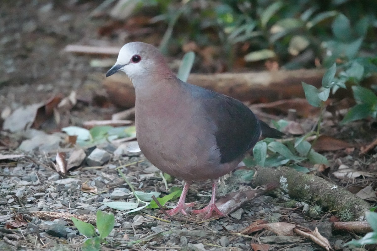 Pigeon à masque blanc - ML640183712
