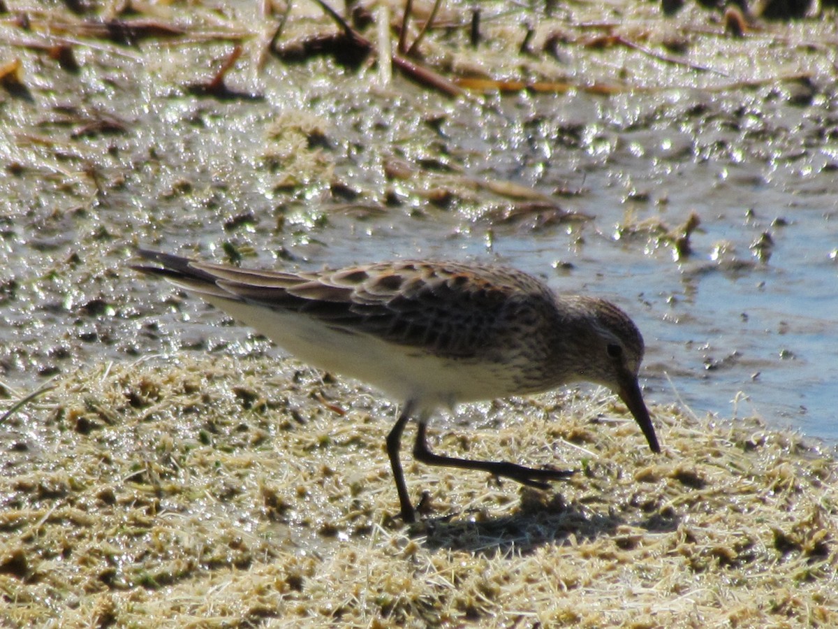 Weißbürzel-Strandläufer - ML640183734