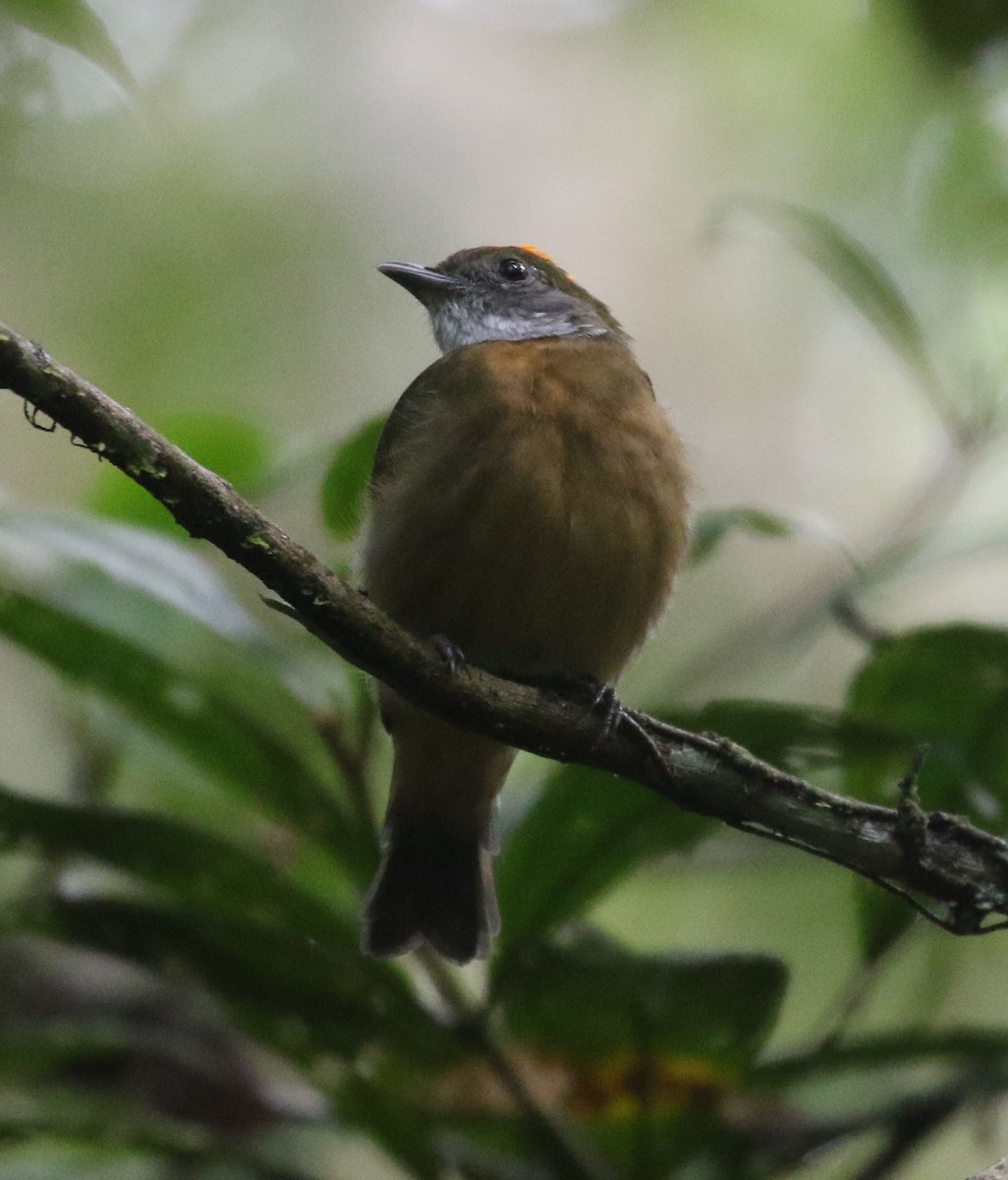 Turuncu Taçlı Manakin - ML640183769