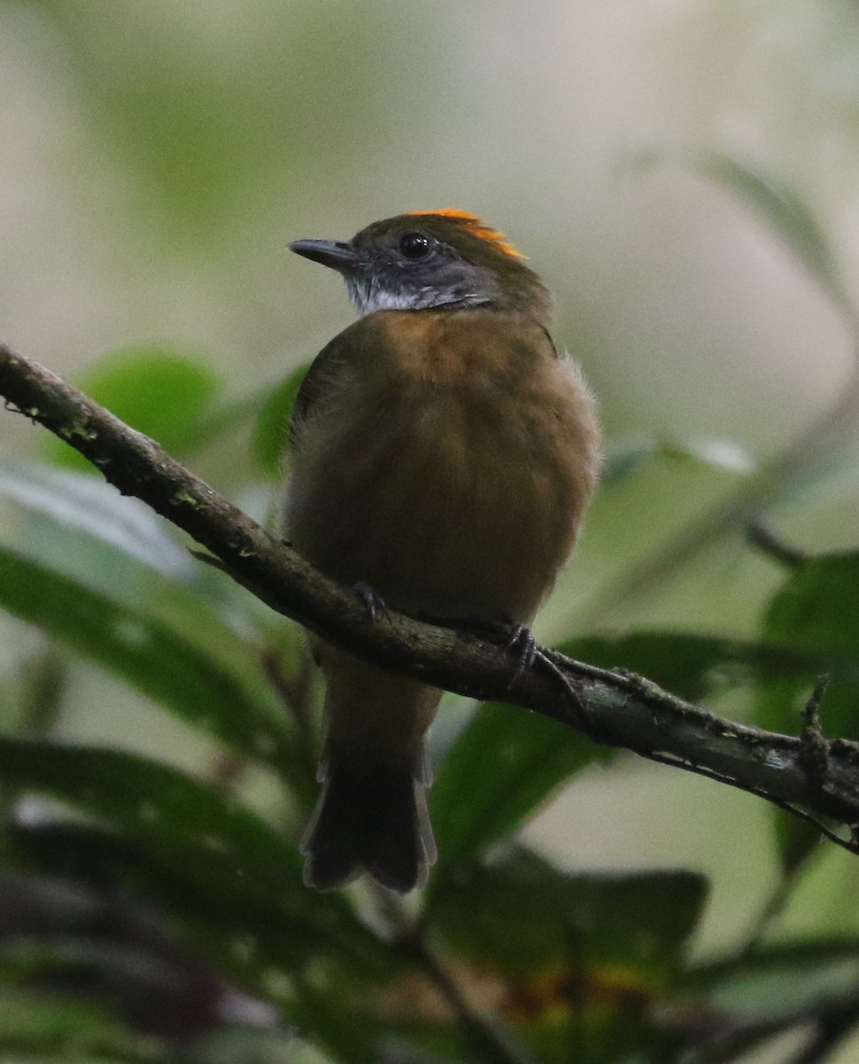 Turuncu Taçlı Manakin - ML640183776