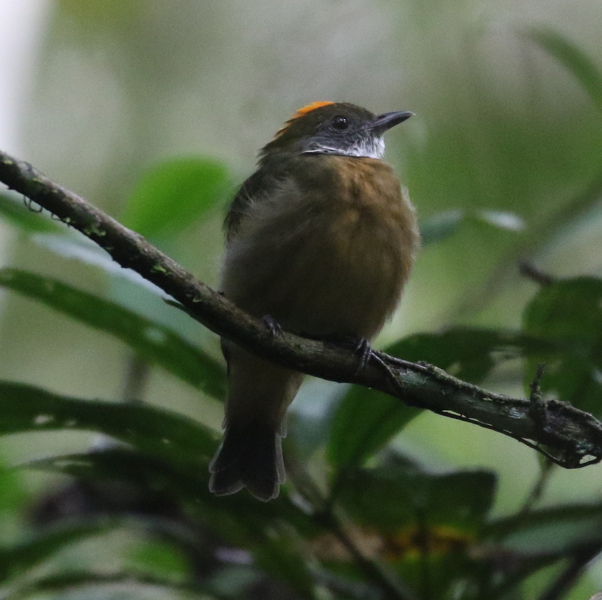 Turuncu Taçlı Manakin - ML640183785