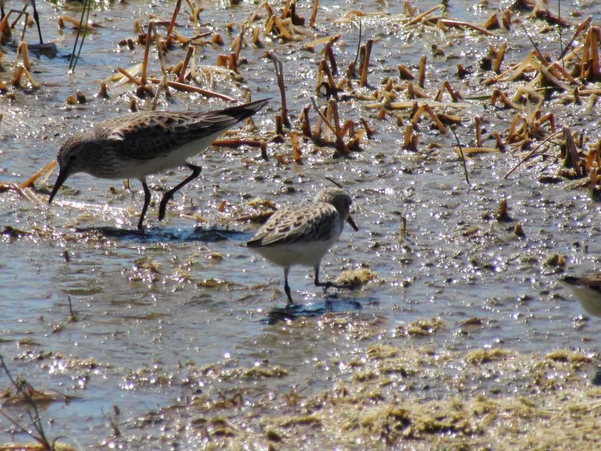 Weißbürzel-Strandläufer - ML640183798
