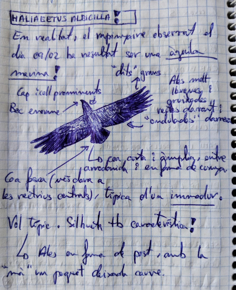 White-tailed Eagle - ML640183823