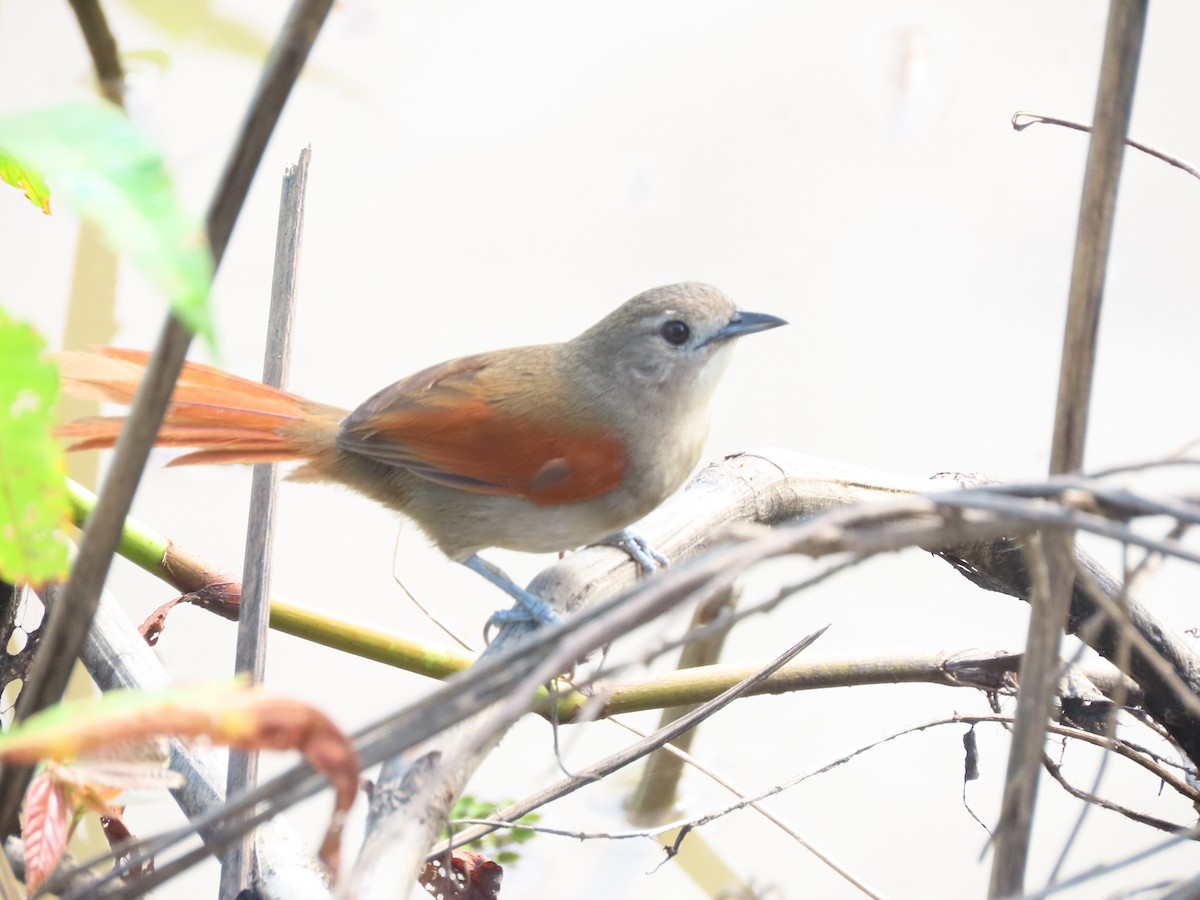 Plain-crowned Spinetail - ML640183859