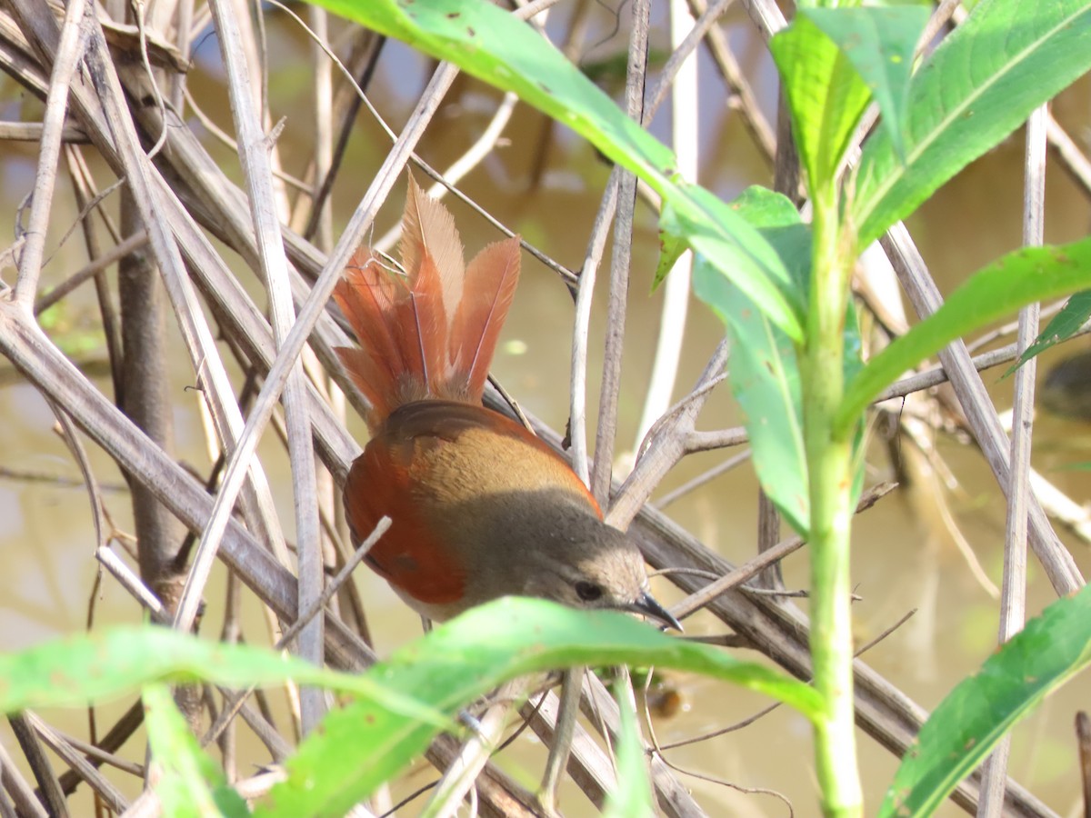 Plain-crowned Spinetail - ML640183860