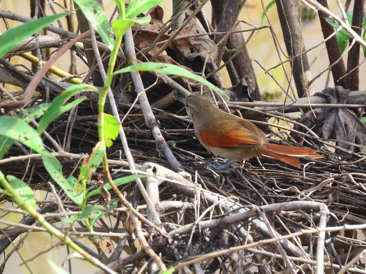 Plain-crowned Spinetail - ML640183861