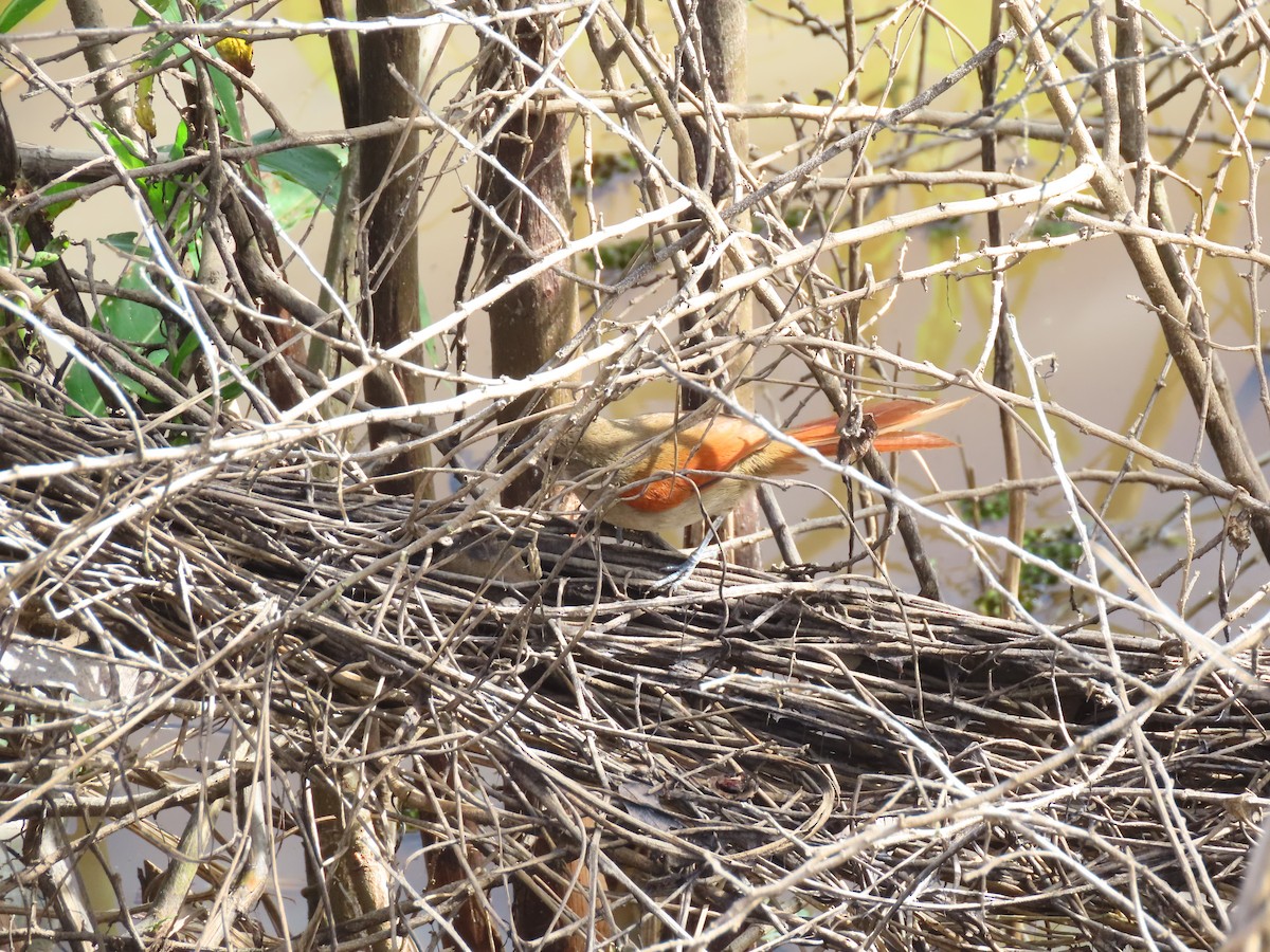 Plain-crowned Spinetail - ML640183862