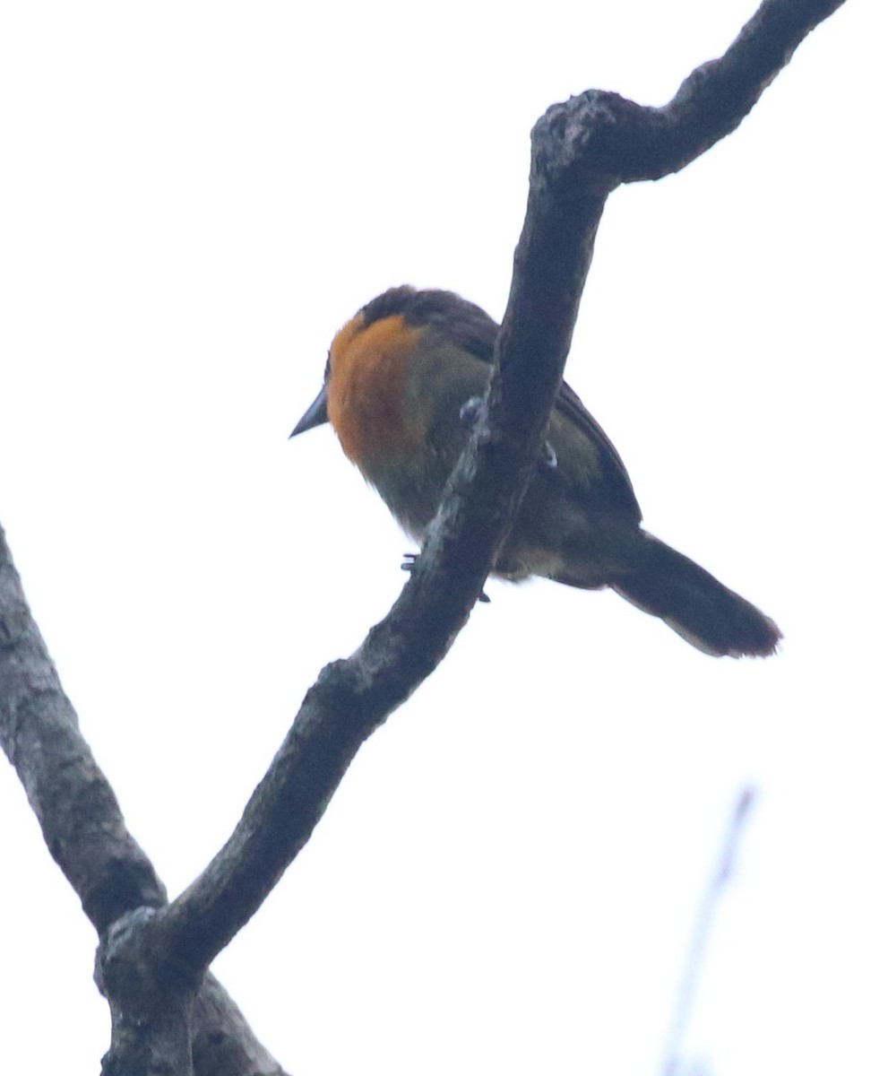 Kırmızı Tepeli Barbet - ML640183864