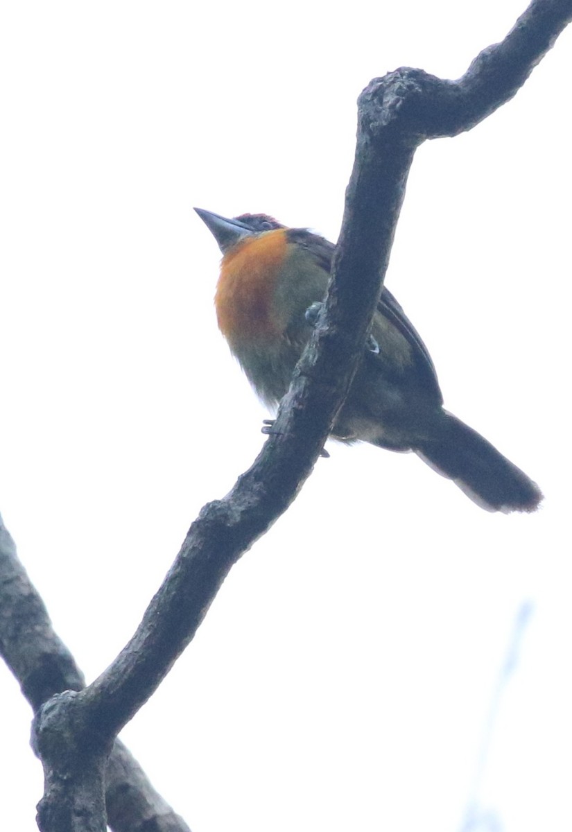Kırmızı Tepeli Barbet - ML640183867