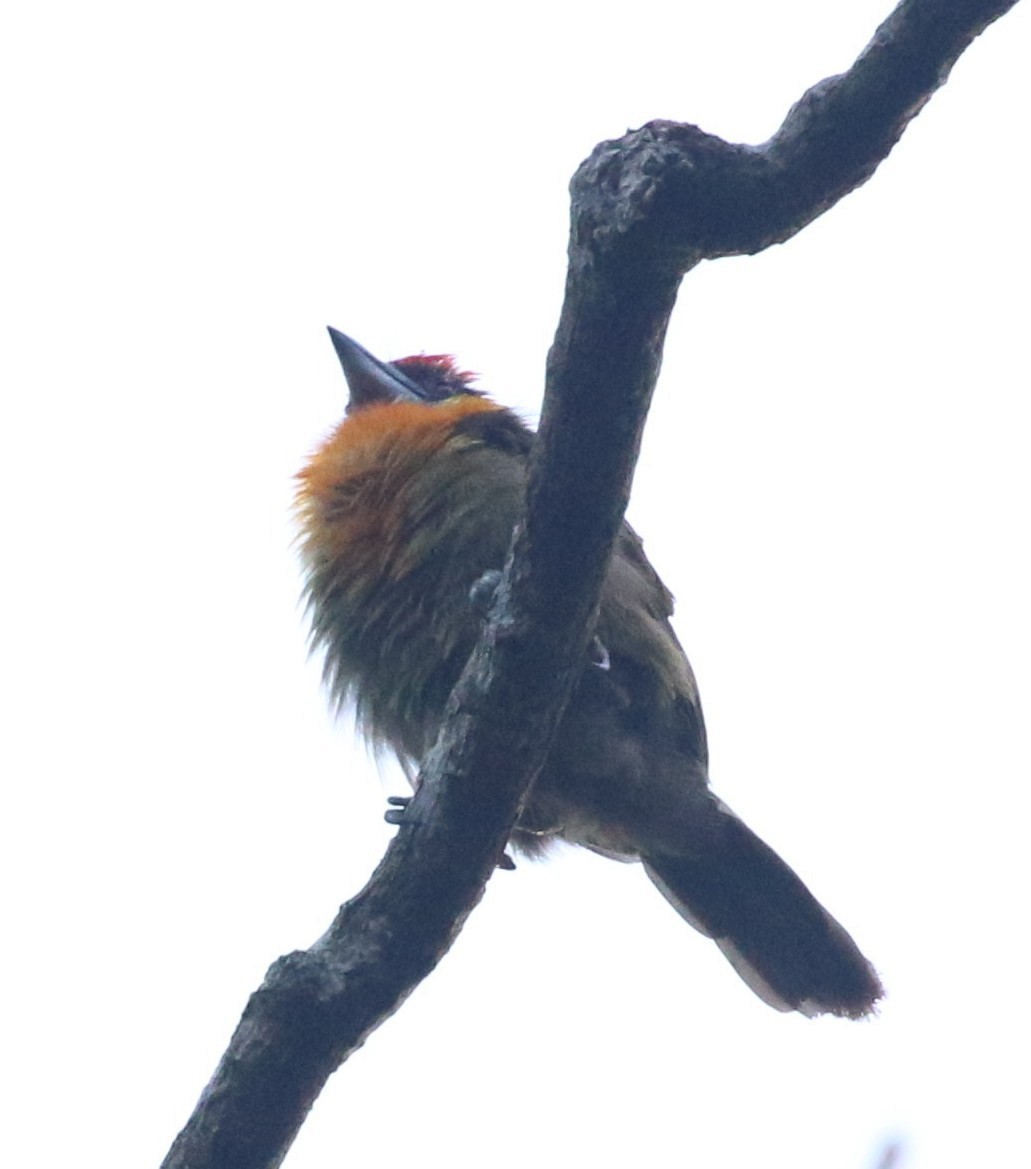 Kırmızı Tepeli Barbet - ML640183881