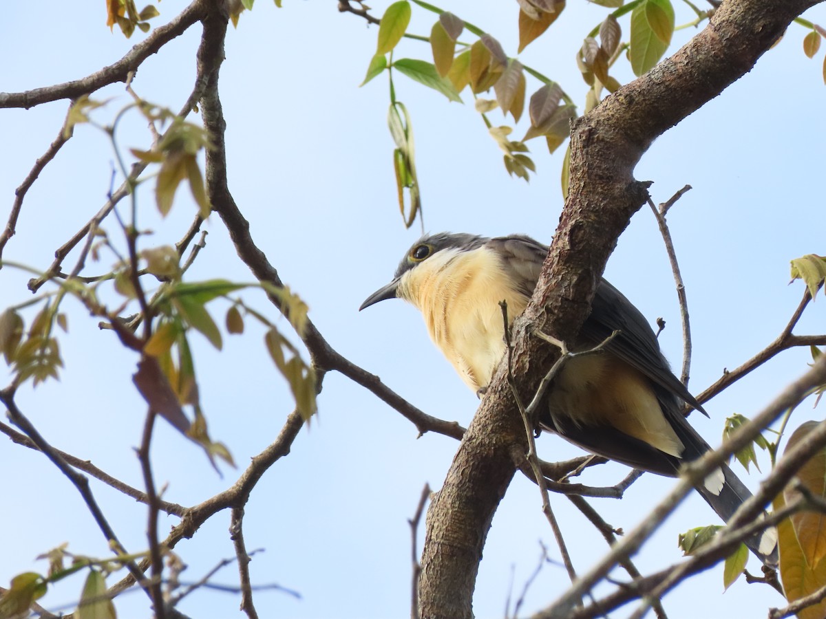 Dark-billed Cuckoo - ML640183884