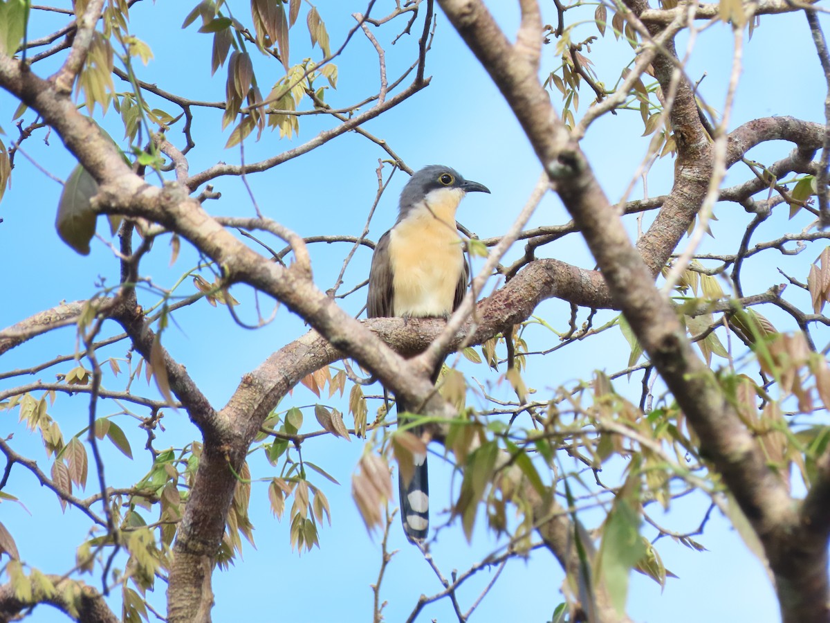 Dark-billed Cuckoo - ML640183885