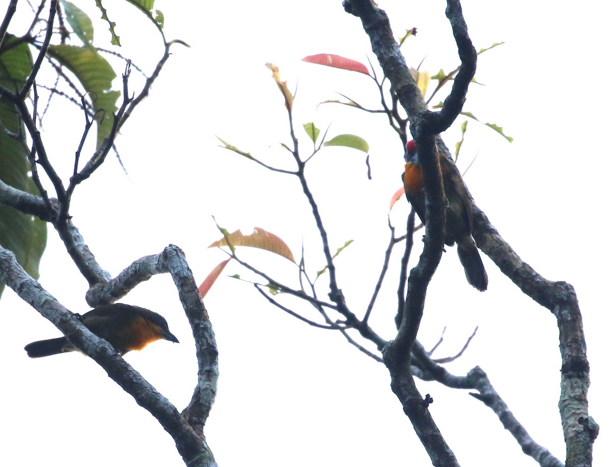 Kırmızı Tepeli Barbet - ML640183899