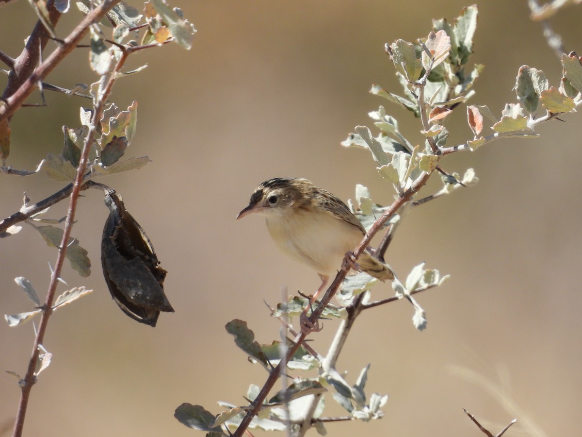 Desert Cisticola - ML640183920