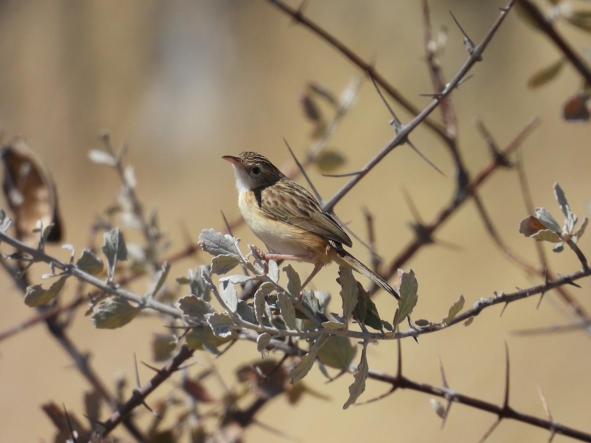 Desert Cisticola - ML640183921