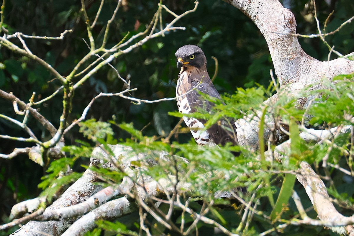 Congo Snake-Eagle - ML640183941