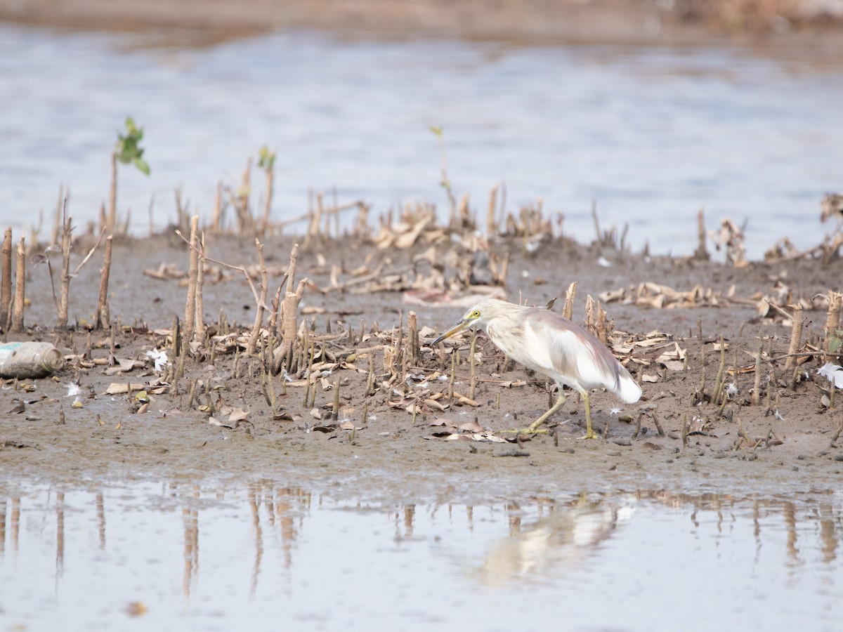 volavka hnědohřbetá - ML640183952