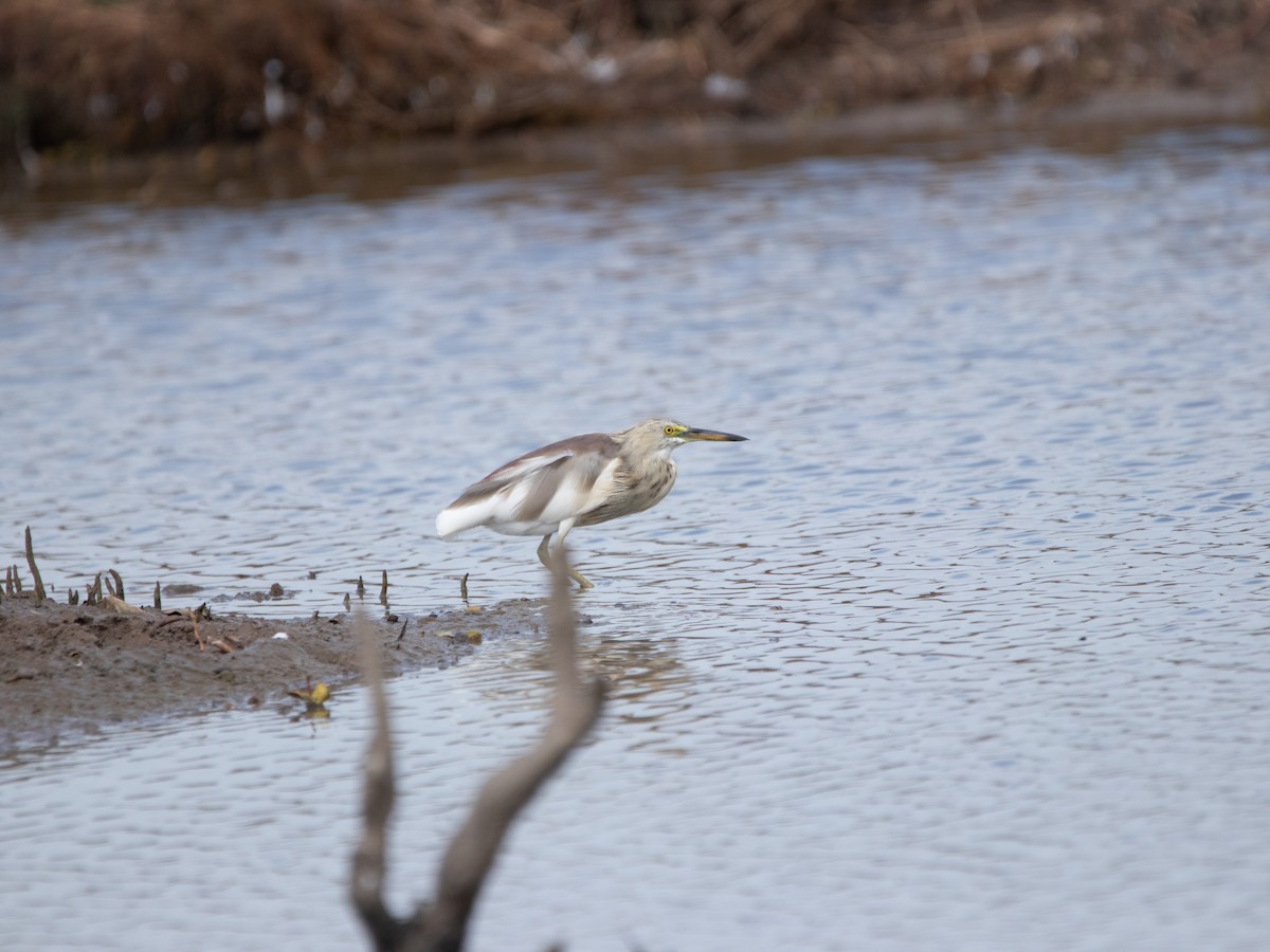 volavka hnědohřbetá - ML640183953