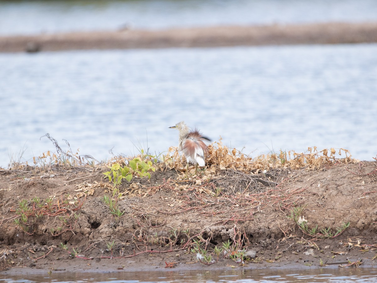 volavka hnědohřbetá - ML640183954