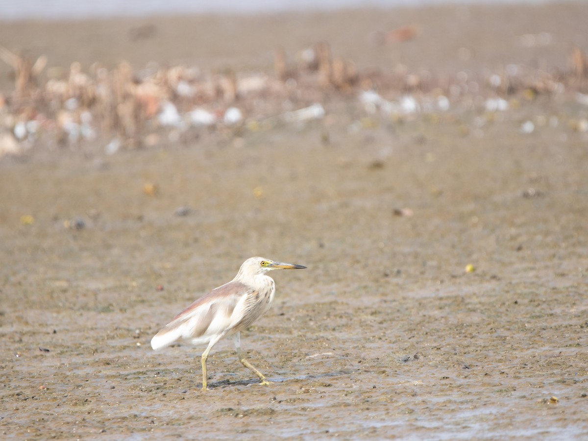 volavka hnědohřbetá - ML640183962