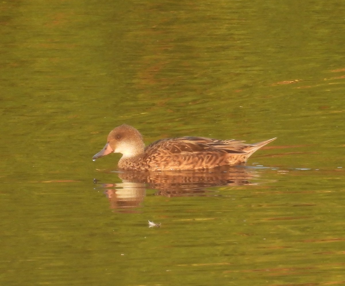 White-cheeked Pintail - ML640183979