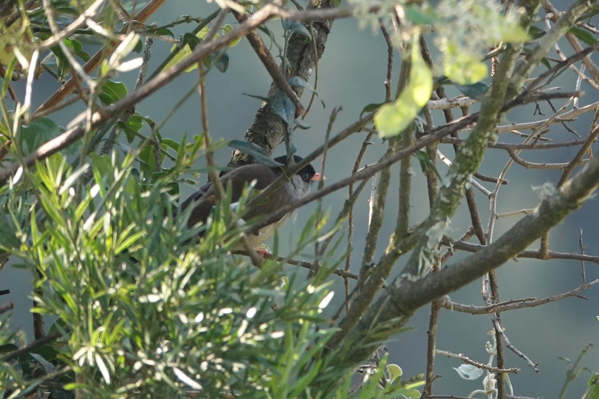 Bush Blackcap - ML640183995