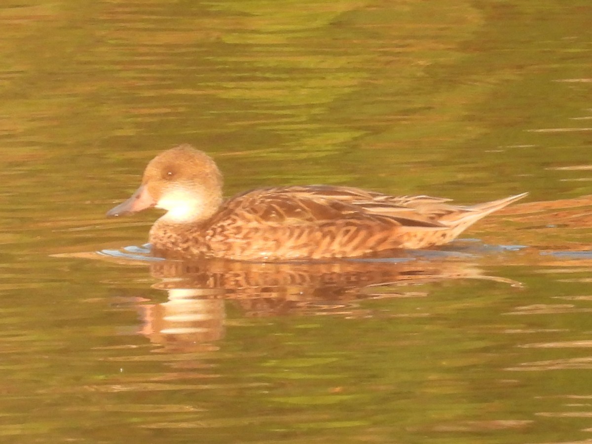 White-cheeked Pintail - ML640184029